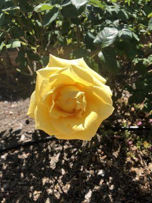 Yellow rose