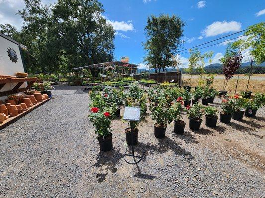 Weathertop Nursery