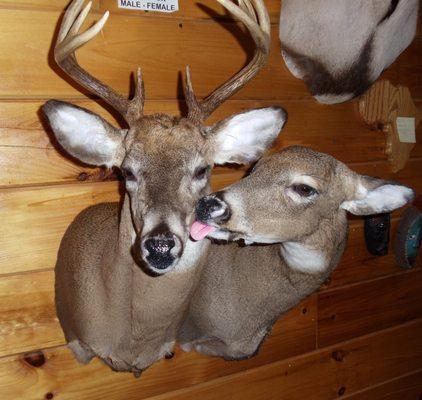 Whitetail Deer.  Male with his lady loving him.