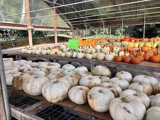 A huge assortment of pumpkins & gourds!!