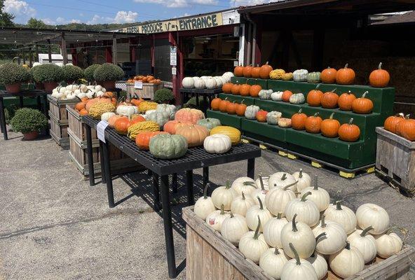 Pumpkins and gourds 2024