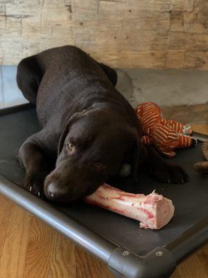 Beef bone for my Service Dog.