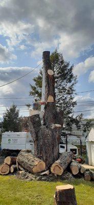 Removing a very large tree in Allentown PA