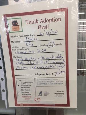 Adoption Info