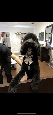 After grooming - best dog groomers in West Palm Beach, Juno Beach, Martin County, Palm Beach County.