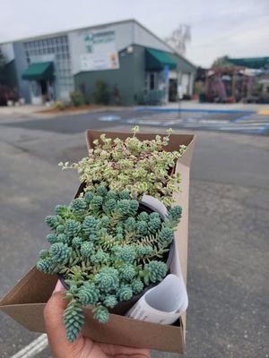 $6.99 ea, 4" pot succulent (2/26/22)