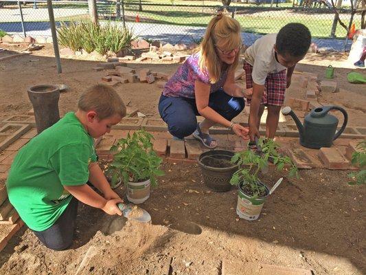 fall gardening in the kindergarten