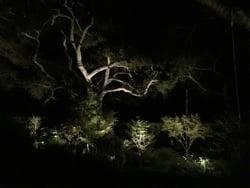 Landscape Lighting - Design and Installation - Montecito