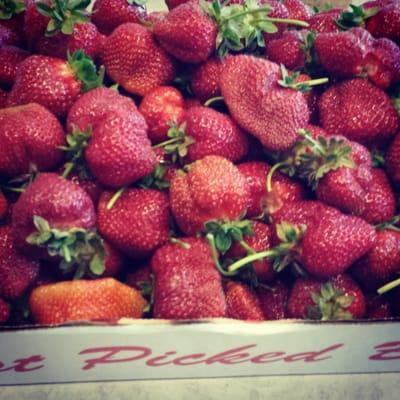 Strawberry picking season is here =) go check out Brad's