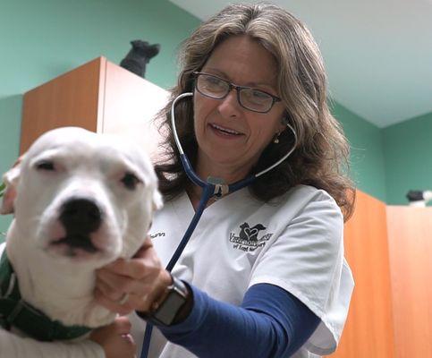 Wellness exams are important for your pets overall health