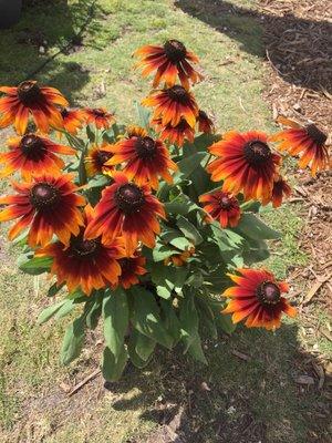 Interesting material! Echibeckia... long lasting flowers