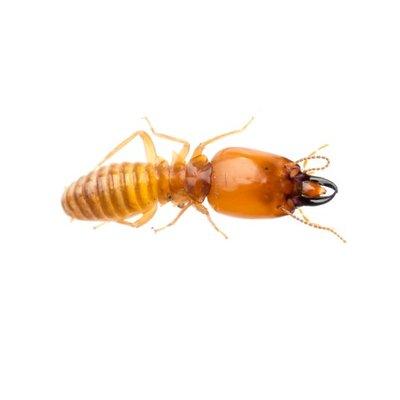 Termites cause $5 billion in damage every year. Protect your home from termite damage with annual inspections and preventative treatments.