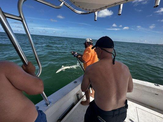 Pulling in a black tipped shark