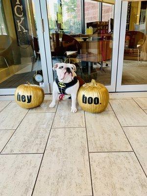 Darla in the front office , aka treat and belly rub station.