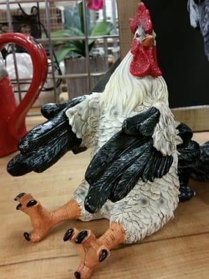 THE Angry rooster.