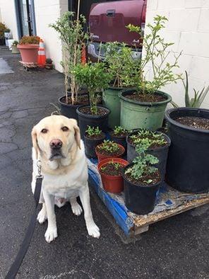 Ripley waiting for daddy's truck to get smog'ed.