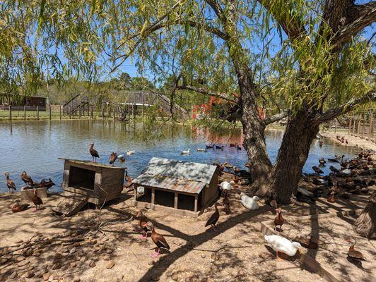 Pond with ducks and an Emu