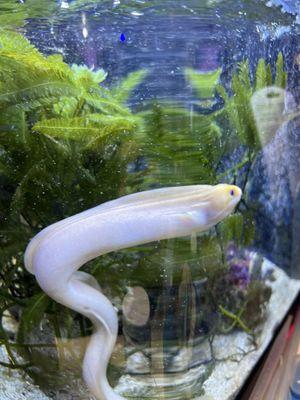 Hawaiian dwarf golden moray