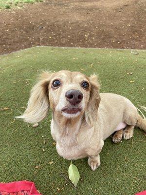 Chloe loving her "do" at the park