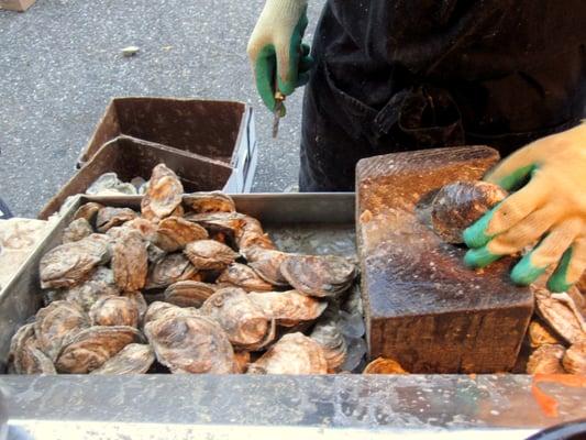 Shucking oysters