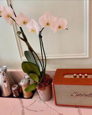 Music player & orchids. Nice French cabaret music playing.