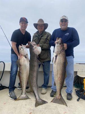 Three huge White Sea Bass