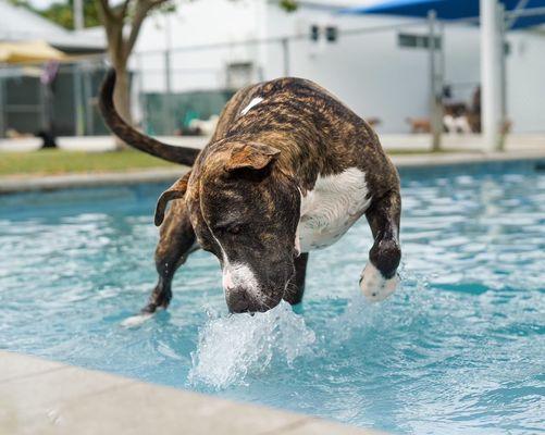 My pup lovin the pools at Somi , he is cared for in so many ways and I'm so happy he loves it there and all the people