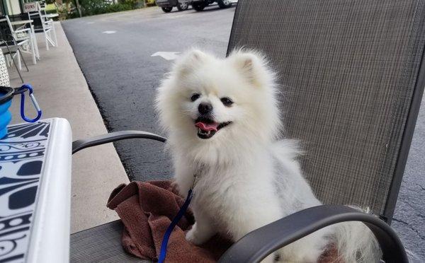 Pup loves to dine out!