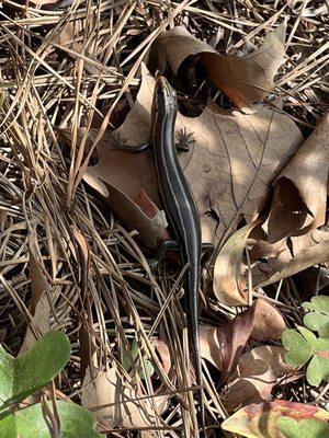 Skink resting in the leaves