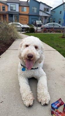 golden doods - 10 months old, 2 months grow out