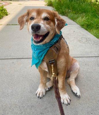 Freshly groomed pup!