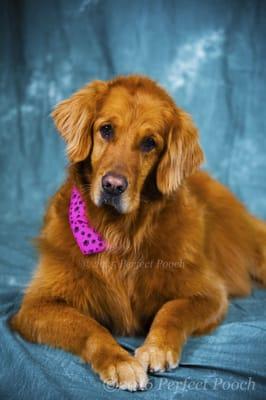 Lilly after her Holistic Groom at Perfect Pooch!  We offer professional photography, call today!