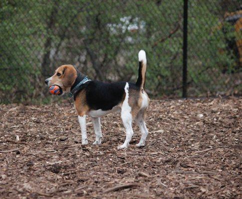 At Cabin John Dog Park (Photo by Politics Unmasked)