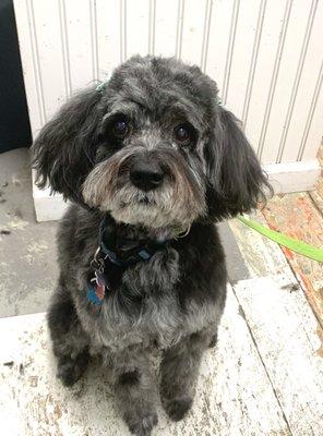 Little buddy hanging out after her groom