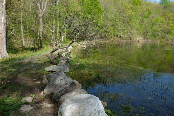 The pond - quartz rock at the bottom