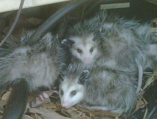 opossums in an car engine