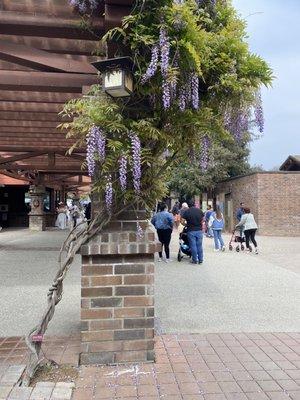 Chinese wisteria (the store is to the left, just past the garden entrance)