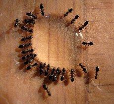 Ants come can find their way in thru the smallest creases.