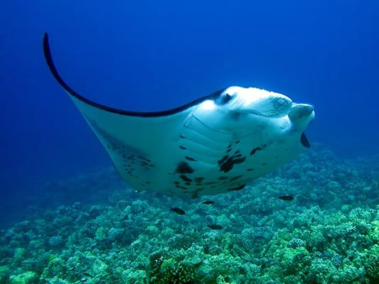 Manta Night Snorkel