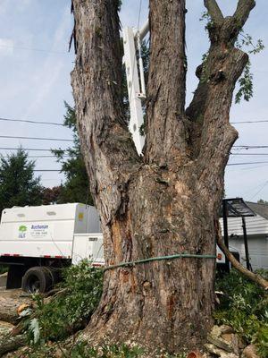 Removing a very large tree in Allentown PA
 6 feet diameter