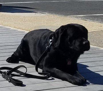 Another of Winston's pals.All 3 lying side by side on the boardwalk