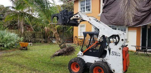 Transplanting a Coconut palm