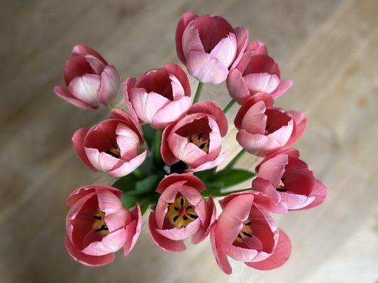 Coral pink tulips