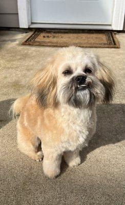 8-month old Poppy with her first big girl haircut