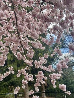 Cherry blossoms