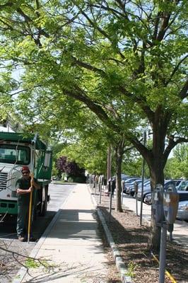 An Almstead crew pruning trees along a main street in Bronxville, NY as part of their "Bronxville Beautification Week."