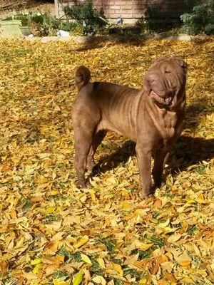 Coco the Shar-Pei