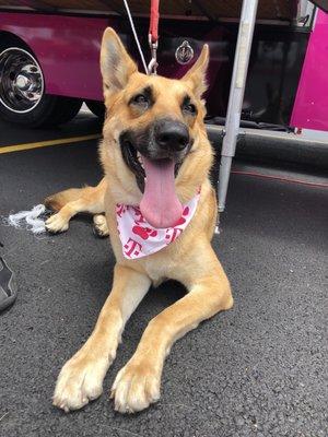 T-Mobile & Penny Paws Event.