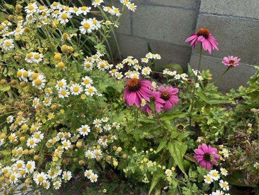 Chamomile and echinacea