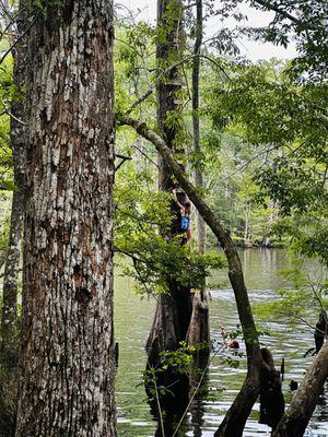 Tree ladders and rope swings